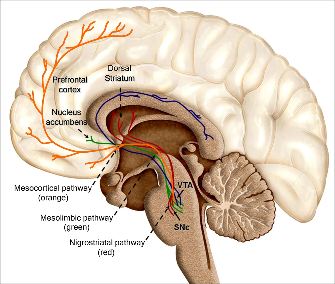 A labelled cutaway diagram of a human brain seen from the side, showing the prefrontal cortex, nucleus accumbens and dorsal striatum, with three coloured tracts running up from the midbrain. The ventral tegmental area and the substantia nigra pars compacta are labelled at the origin of the tracts, and the cerebellum sits at the lower right.