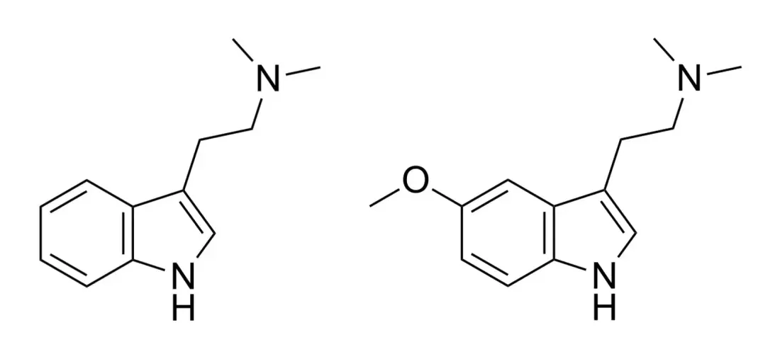 Two skeletal chemical structures side by side. Both show the same two-ring indole with a side chain ending in a nitrogen bearing two methyl groups. The right-hand one carries an additional oxygen with a methyl group attached to the ring.