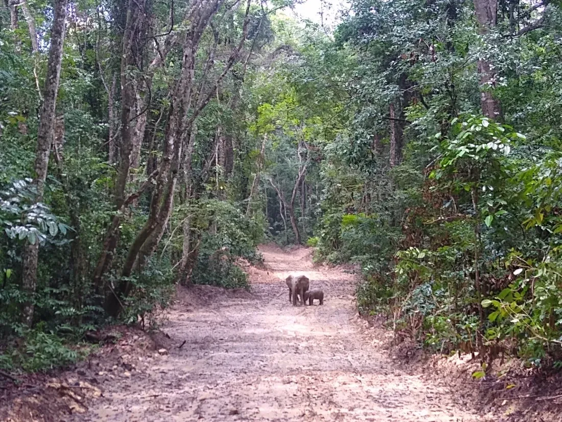 A forest elephant walking away down a bare earth track, small in the frame, hemmed in on both sides by dense green forest.