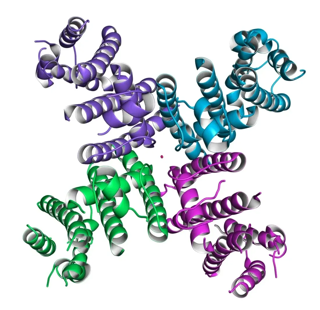 A ribbon diagram of a protein seen down its axis of symmetry: four identically folded subunits, coloured purple, blue, green and magenta, arranged around a small opening at the centre.