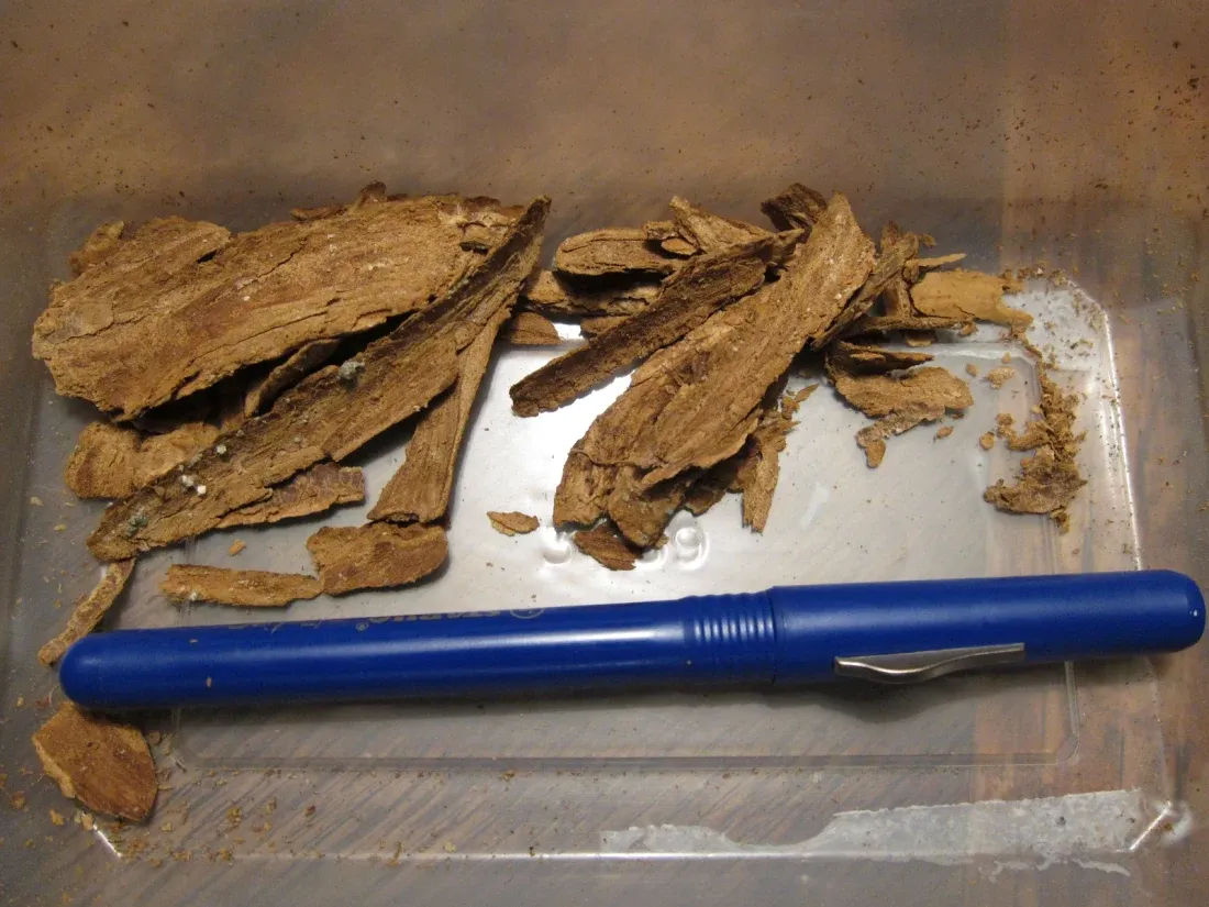 Curled strips and chips of dried root bark on a plain surface, reddish brown outside and paler where the bark has split, varying widely in size and thickness.