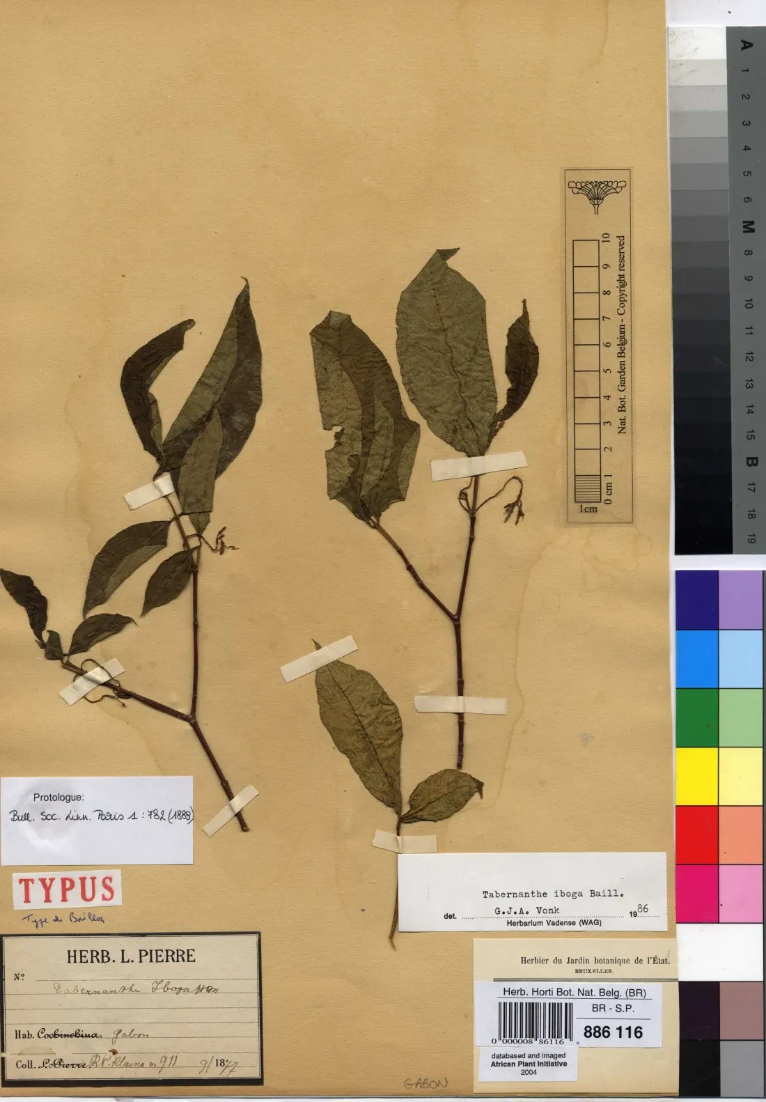 A herbarium sheet: two pressed leafy stems of a shrub taped to aged paper, surrounded by handwritten and printed labels, a red TYPUS stamp, a barcode and a photographic colour chart down the right edge.