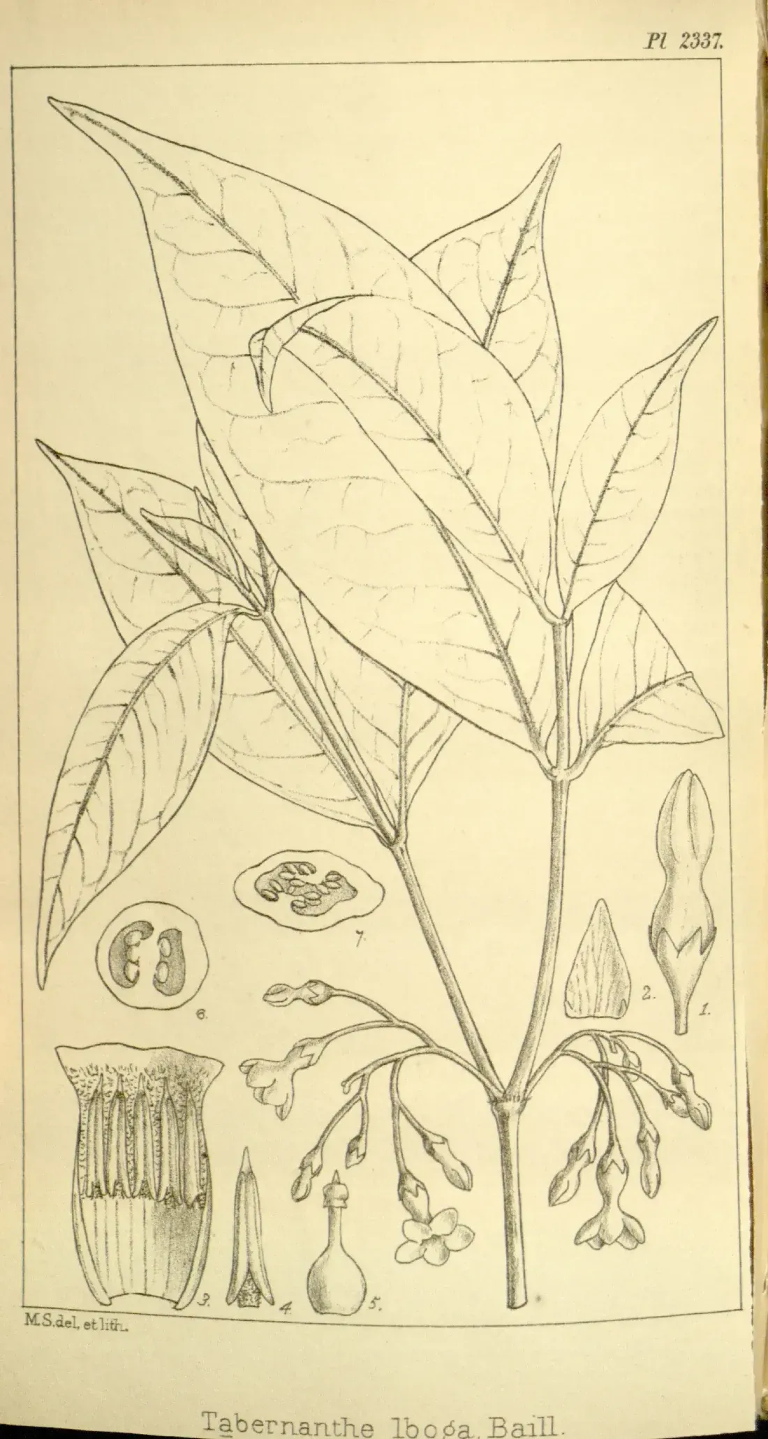 A pen lithograph of a flowering branch at natural size, with opposite pointed leaves and two hanging sprays of small tubular flowers. Seven numbered dissections are arranged along the lower margin: a bud, a calyx segment, the corolla tube laid open to show the stamens, an anther, a pistil and two cross sections of the ovary. The plate is captioned Tabernanthe Iboga, Baill.