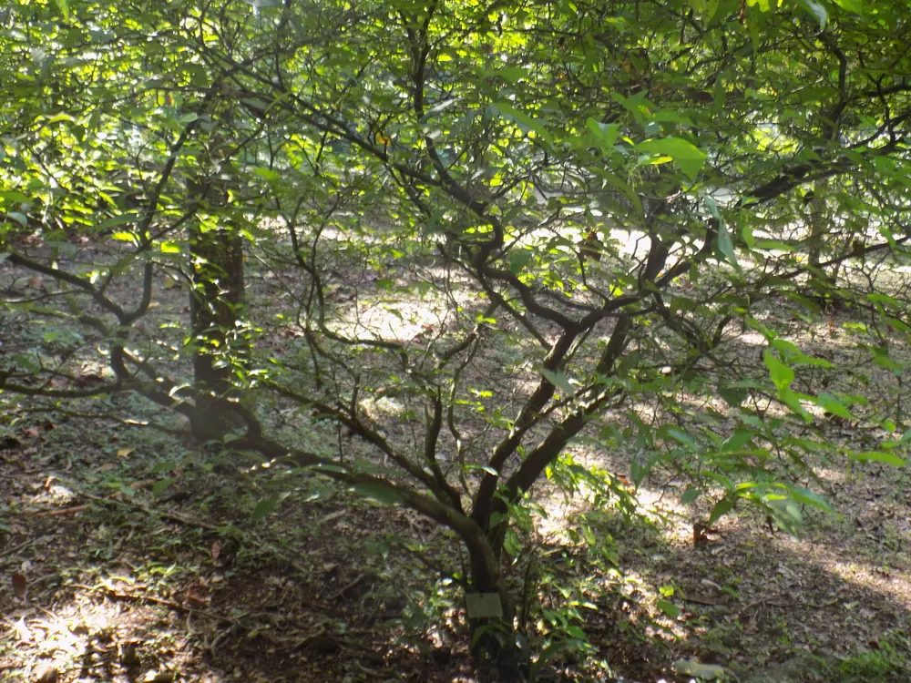 A low branching shrub with glossy dark green oval leaves, growing in dappled shade among other undergrowth.