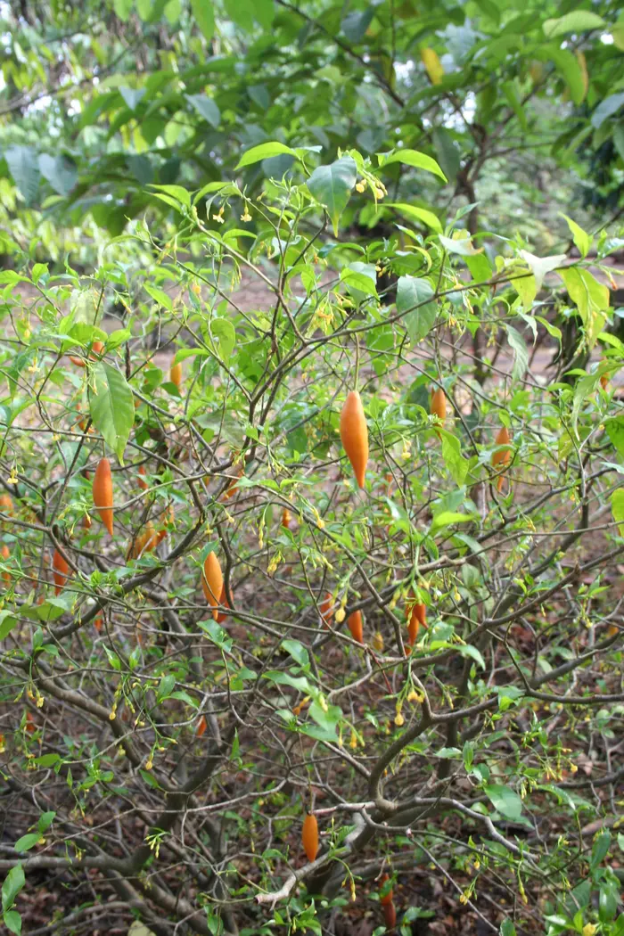 A slender iboga shrub with paired glossy leaves along upright stems, growing in a botanical garden bed.