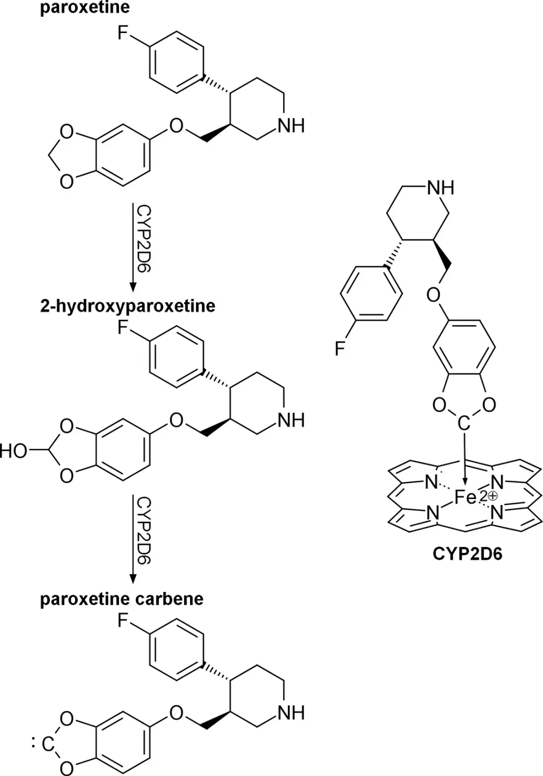 A three-step reaction scheme. Paroxetine is converted to 2-hydroxyparoxetine and then to a carbene, each arrow labelled CYP2D6. A final drawing shows the carbene bound to the iron atom at the centre of a haem ring, labelled CYP2D6.