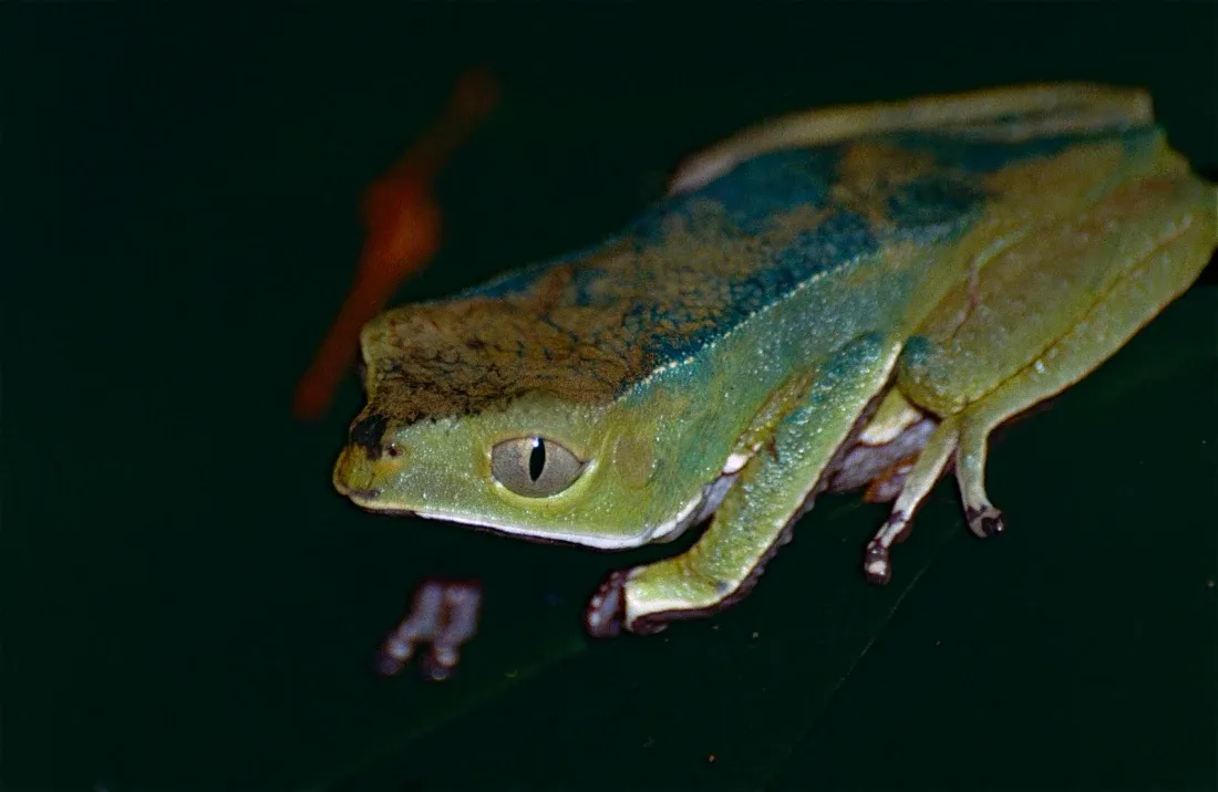 A large bright green tree frog gripping a stem, seen from the side, with a cream-coloured belly, white spots along its flank and long slender limbs.