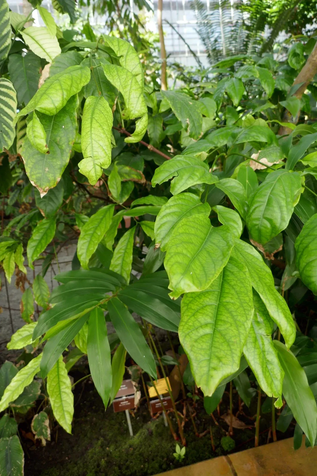 A larger glasshouse plant with long, broad, ribbed leaves hanging in whorls, a plant label visible among the lower stems.