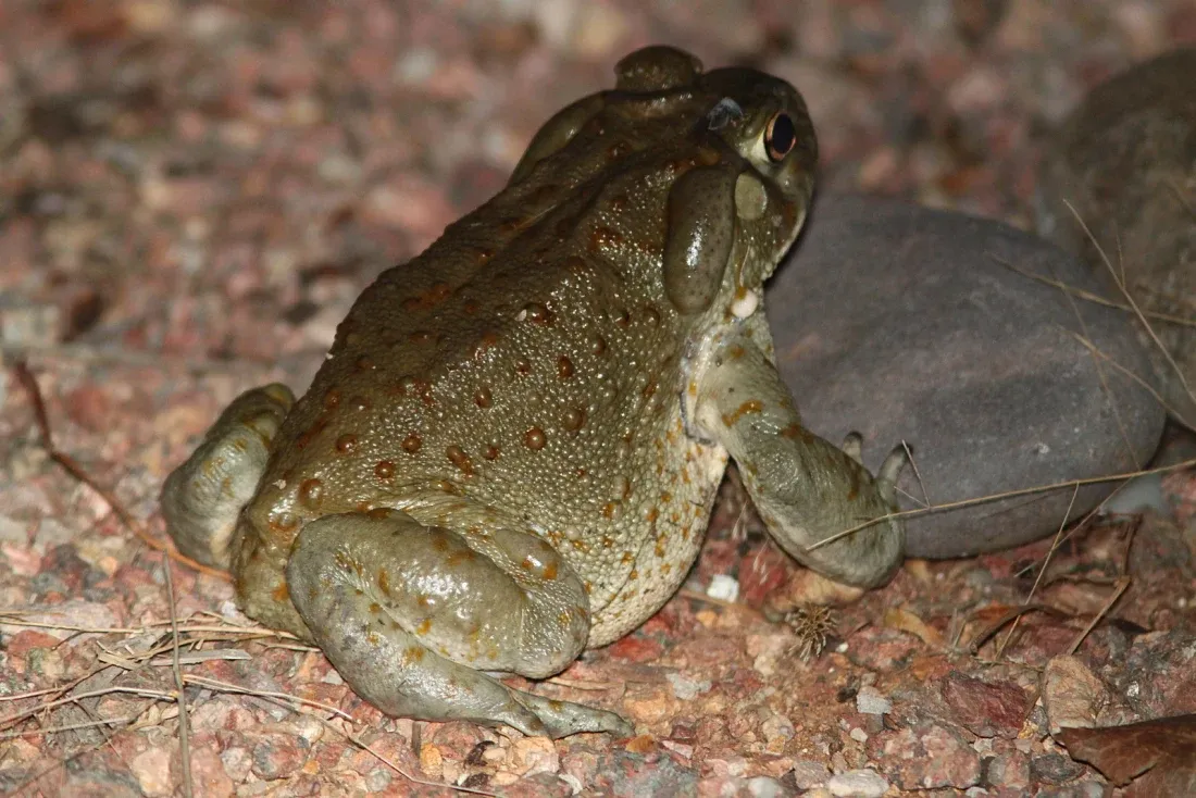 A large olive-green toad sitting on bare ground, with a broad flat head, prominent bulging eyes and a smooth wet-looking skin marked by a raised gland behind each eye.