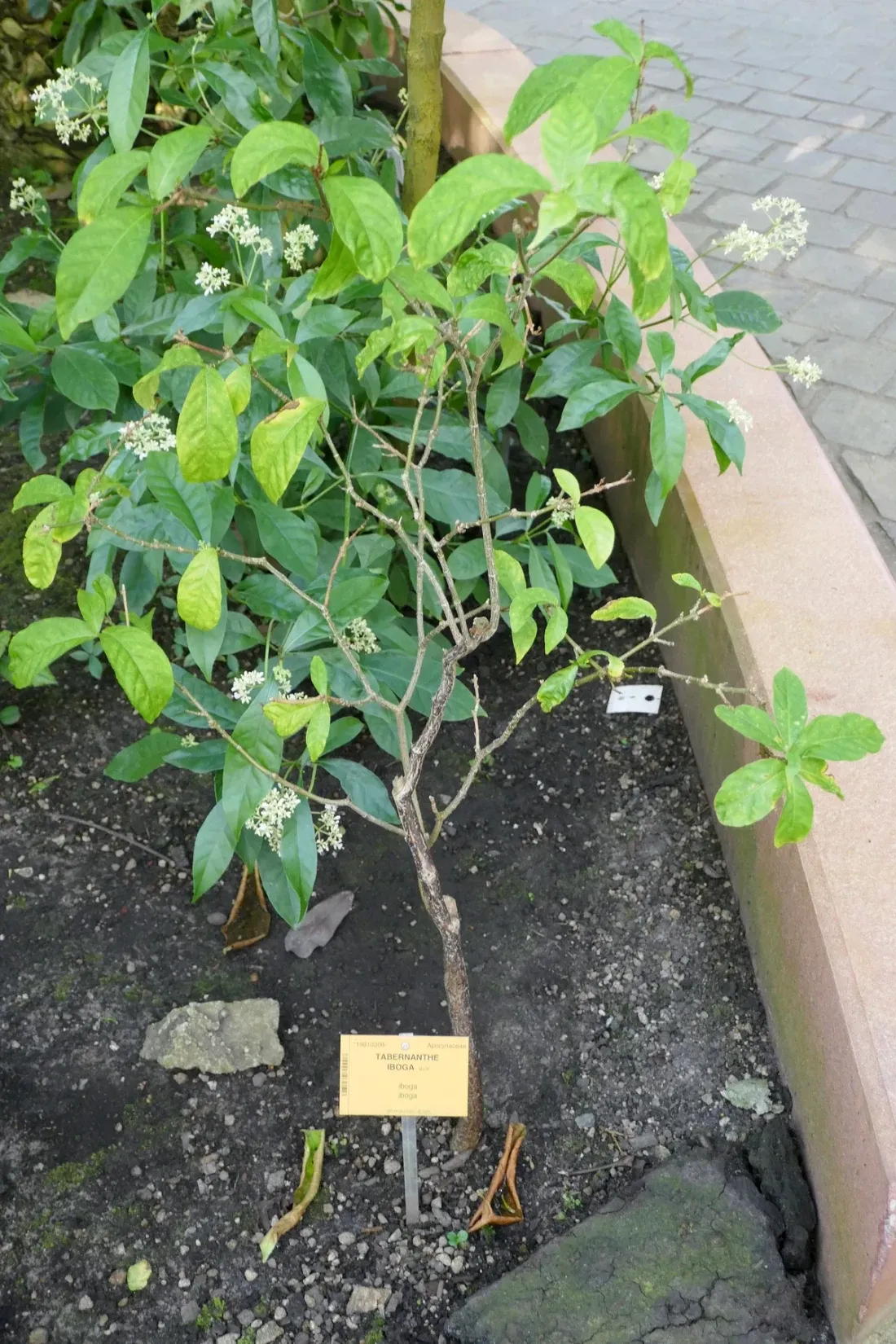 A small shrub in a botanic garden bed, with dark glossy pointed leaves and clusters of small white flowers, a metal plant label standing in the soil in front of it.