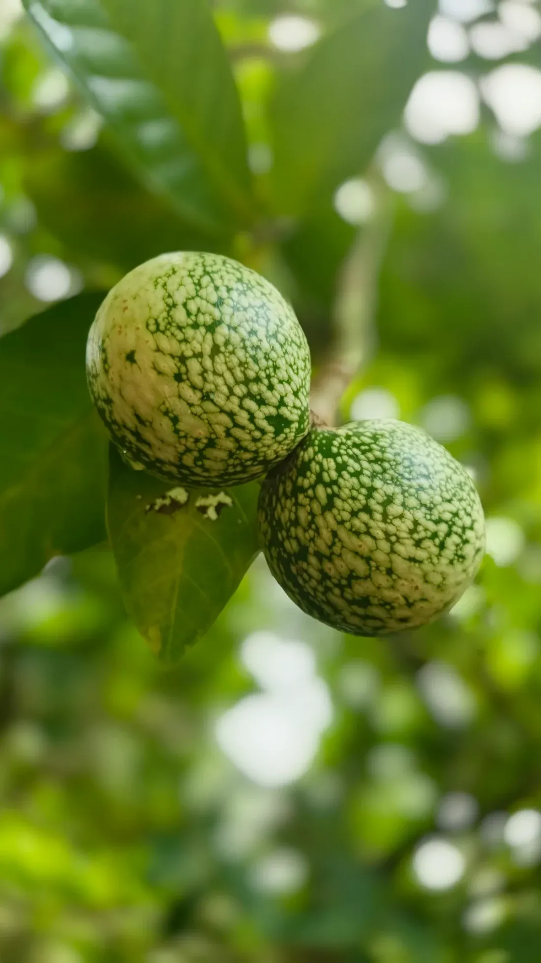 Two large round green fruits mottled with paler speckles, hanging together among glossy leaves, with small white flowers blurred in the background.